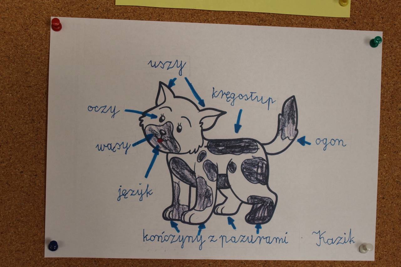 Koty, kotki, kociaki